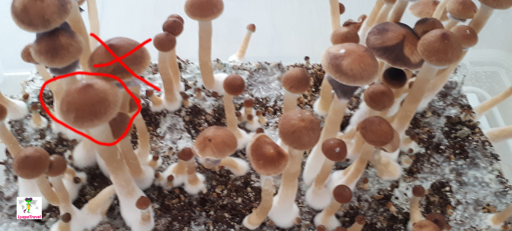 Golden Teacher (Psilocybe Cubensis) как вырастить | Блог ...