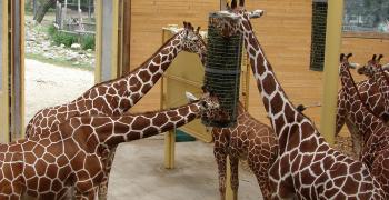 Сравнение зоопарков в Роттердам, Прага и Краков