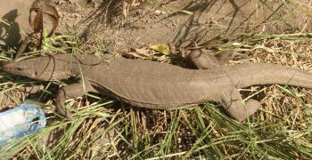 Животный мир Шри-Ланки - море эмоций!