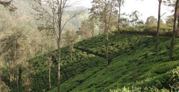 Чайные плантации на Шри-Ланке - высокие технологии?