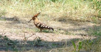Орельский заповедник - отдых на р. Орель