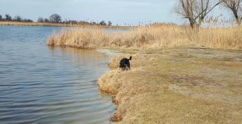 Богородицкая крепость и лес на Северном