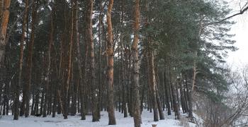 Сосновый лес в Днепре