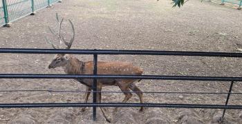 Аскания-Нова - самый популярный заповедник в Украине