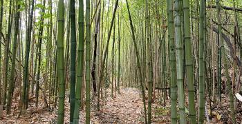 Arboretum Trsteno - дендрарий возле Дубровника