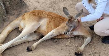 Австралия что нужно знать