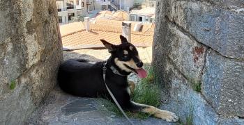 собака путешественница 2022