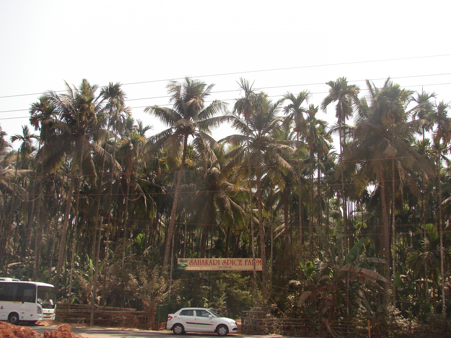 Sahakari, eine Gewürzplantage in Goa