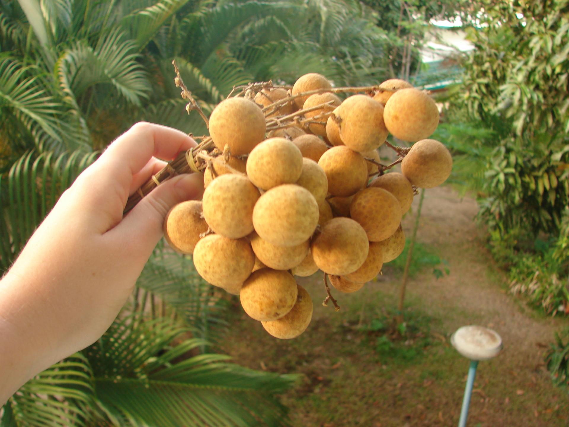 Thailands Früchte
