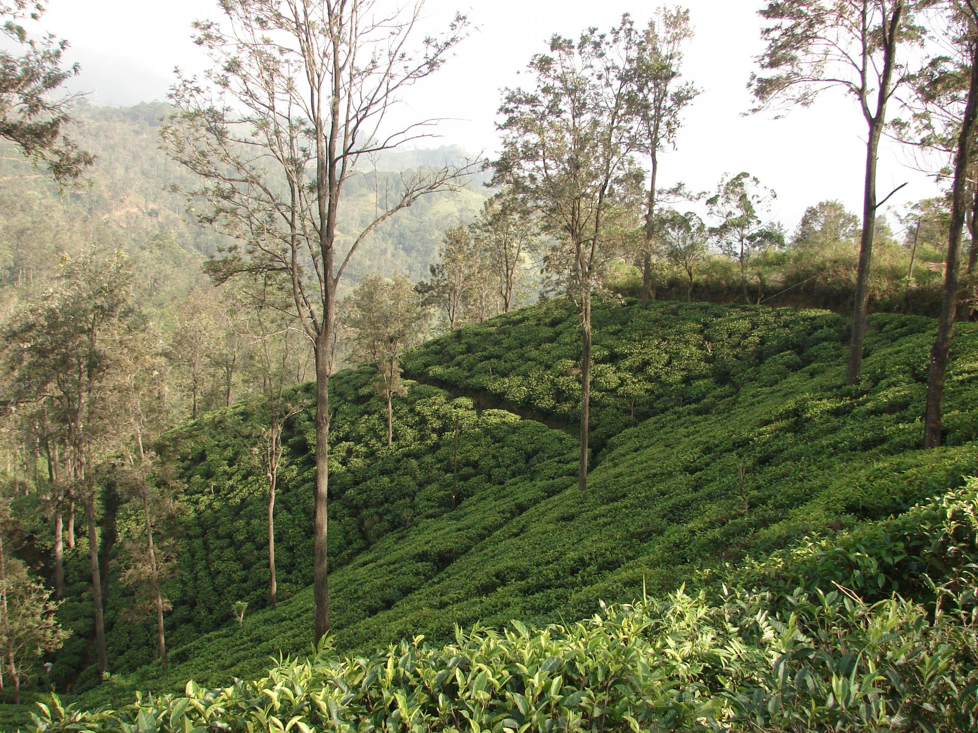 Чайные плантации на Шри-Ланке