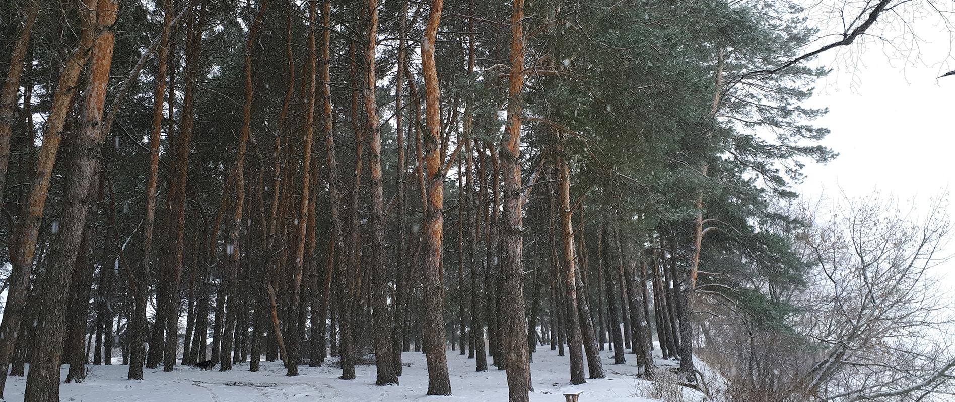 Сосновый лес Днепр
