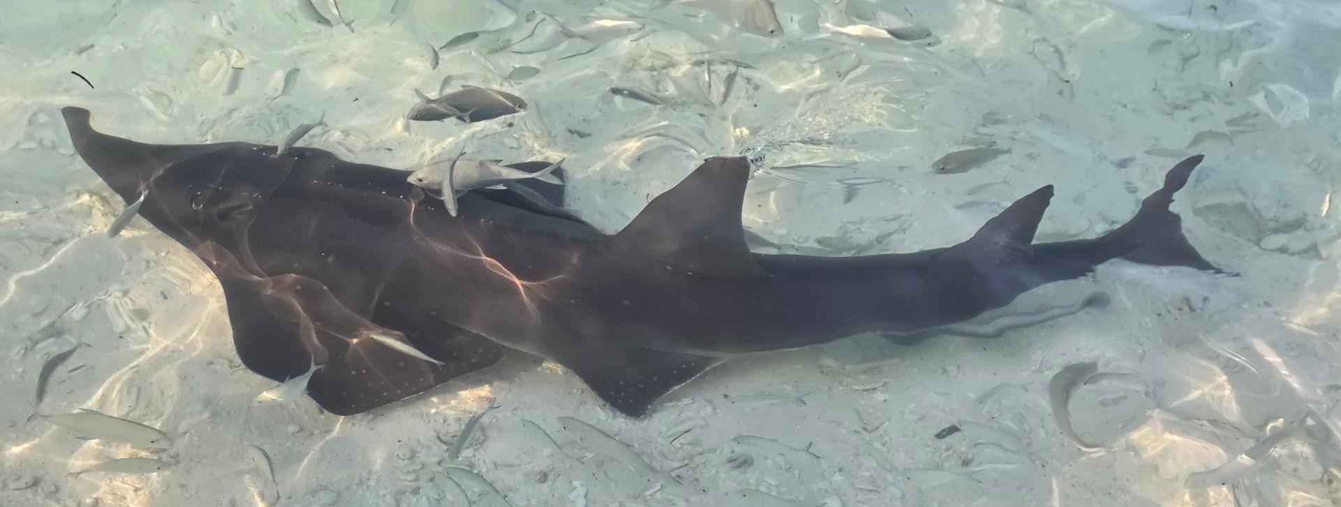 Омаду или Фериду что выбрать?