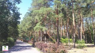 сосняк в Гудзоне. Днепр. Украина