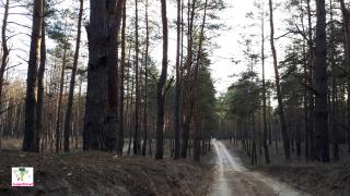 Хвойный лес Кировское. Днепр. Украина