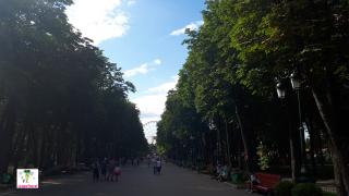центральная аллея в парке