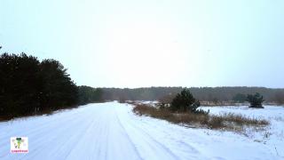 лес приднепровск