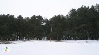 лес приднепровск
