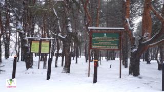 лес приднепровск