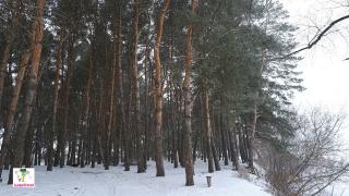 лес приднепровск
