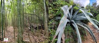 Trsteno (Arboretum) - смотровая площадка в дендрариуме