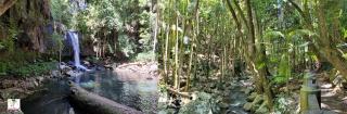 прогулка по тропическому лесу к водопаду Кертис-Фоллс
