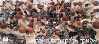Сбор урожая - Создание отпечатков спор и сушка грибов для длительного хранения