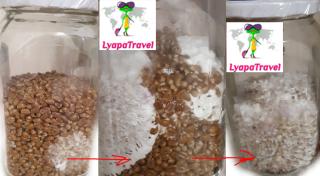 стадия Рост мицеля Golden Teacher - 90-100% заростание банки