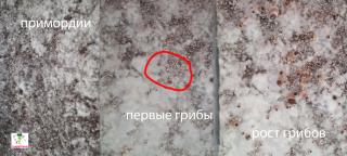 Создание условий для роста плодовых тел Golden Teacher