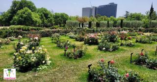 Парки Jardines del Palacio de Pedralbes + Parc de Cervantes