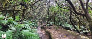 Зачарованный лес Bosque Encantado (La Ensillada) - El Pijaral