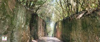 Camino viejo al pico del inglès до смотровой площадки Mirador Pico del Inglés