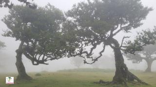 Fanal Forest