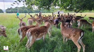 Phoenix Park