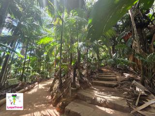 Vallée de Mai - Coco de Mer