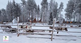 катание на оленях. рованиеми. финляндия