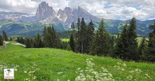 Alpe di Siusi из Ortisei